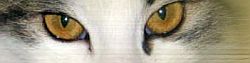 Cattery av Snurrekatt AT