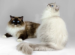 Cattery Bluebell Dolls