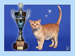 Cattery Burmaby