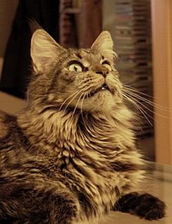 Cattery AT Charming Lynx