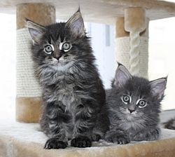 Cattery AT Deborah