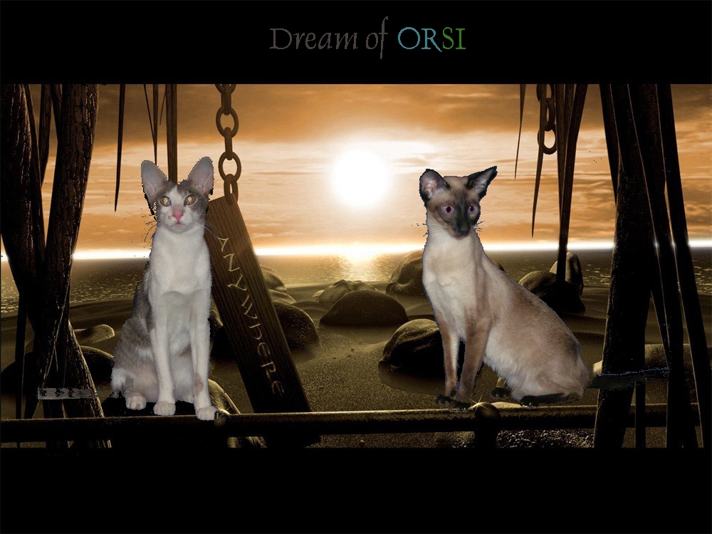 Cattery Dream of Orsi