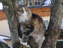 Cattery Elvetrold