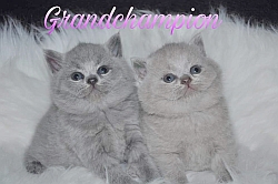 Cattery Grand Champion