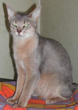 Cattery von Igonta