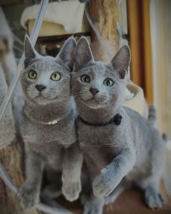 Cattery Joringel