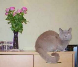 Cattery Kalin-British