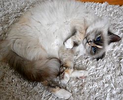Cattery Liwifee