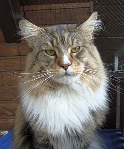 Cattery Magic Lions