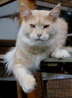 Cattery AT Magic Woodcat