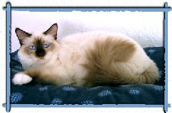 Cattery von Mystic Eye