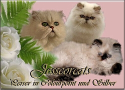 Cattery of Jesscor Cats