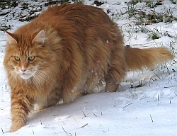 Cattery of Sherokee
