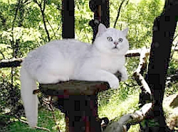 Cattery Old Possum