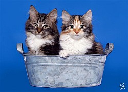 Cattery Sibikoschka