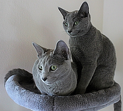 Cattery Silky-soft blue