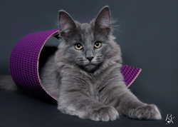 Cattery Simnor