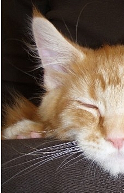 Cattery Sleeping Tigers