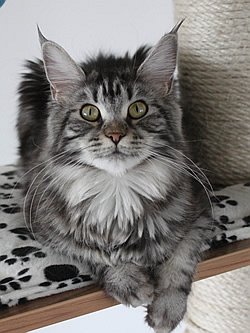 Cattery AT Spa Town Tigers