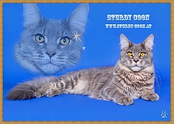 Cattery Sturdy Coon AT