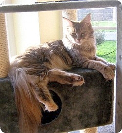 Cattery Styrian Tigers