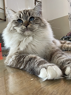 Cattery Südsteiermark