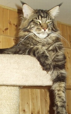 Cattery the Purrfect Coon