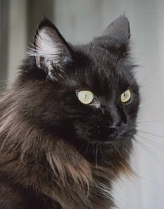 Cattery the Sweet Devil
