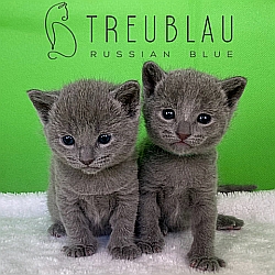 Cattery TreuBlau