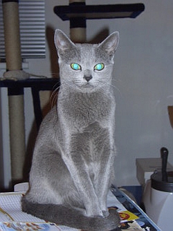 Cattery Tyrolensis
