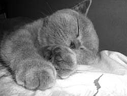 Cattery vom Gfiederblick