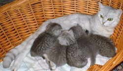 Cattery vom Lerchenhof
