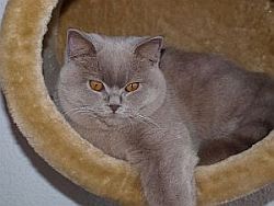 Cattery vom Paschberg AT