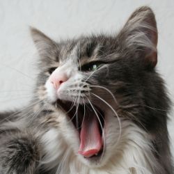 Cattery vom Traunsee A