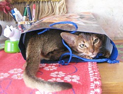Cattery von Dongola