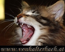 Cattery von Halterbach