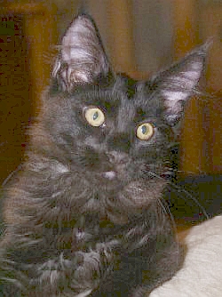 Cattery v. Waltendorf