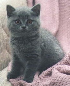 British blue