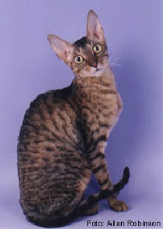 Cornish Rex black spotted