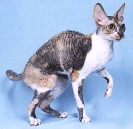 Cornish Rex bluecream with white