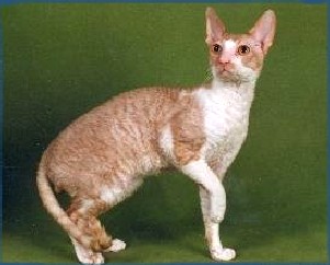 Cornish Rex red tabby with white