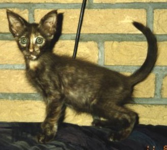 Visit Izhayla's cattery