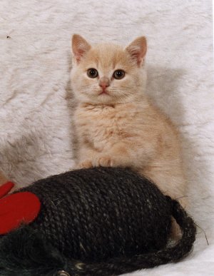 red colourpoint british shorthair