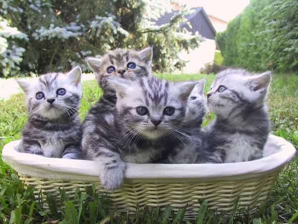 silver british shorthair breeder