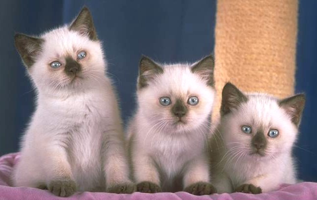 red colourpoint british shorthair