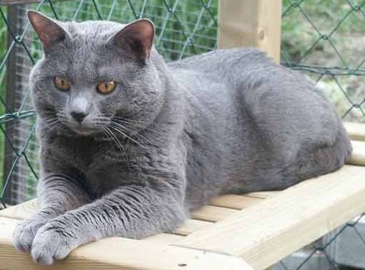 Chartreux male, Mices