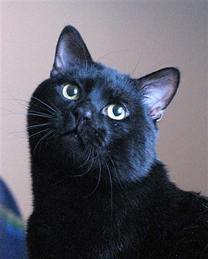 European shorthair black