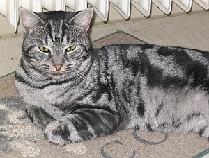 European shorthair black silver blotched tabby