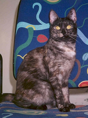 European shorthair blacktortiesmoke