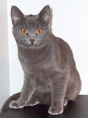 European shorthair blue